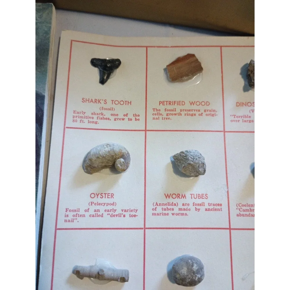 Vintage Nature Programa‎ Prehistoric Life Flowering Trees and Shrubs Collectible - Picture 8 of 16